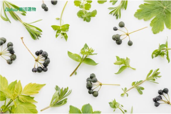 12款接骨木莓推薦！專家解說接骨木莓功效及挑選3原則