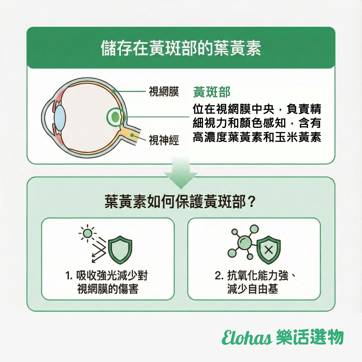 儲存在黃斑部的葉黃素