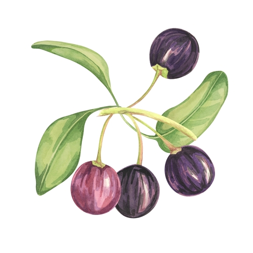 智利酒果(英文：Maqui berry，學名：Aristotelia chilensis），又被稱為馬基果，來自於南美洲智利及阿根廷南部的深紫色果實