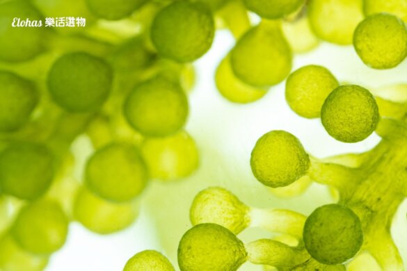 什麼是藻油？藻油和魚油有什麼不同？ 5大藻油功效總整理