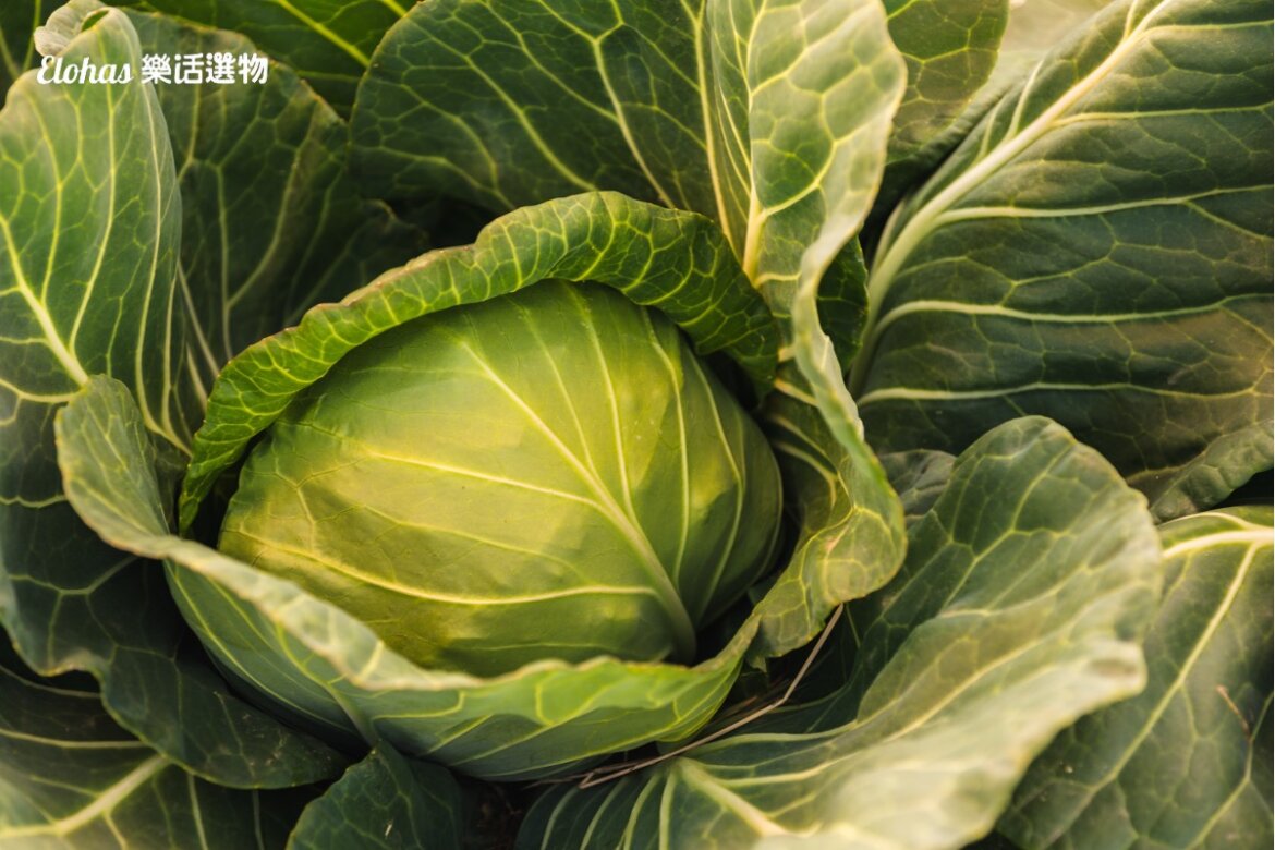 高麗菜精功效有哪些？為什麼又叫維生素U？吃法與副作用一次看